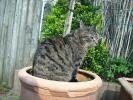 <img0*100:stuff/z/46887/Nehirwen%2520stock%2520-%2520cat/%40parents%20196.jpg>