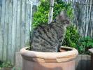 <img0*100:stuff/z/46887/Nehirwen%2520stock%2520-%2520cat/%40parents%20197.jpg>