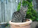 <img0*100:stuff/z/46887/Nehirwen%2520stock%2520-%2520cat/%40parents%20198.jpg>