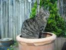 <img0*100:stuff/z/46887/Nehirwen%2520stock%2520-%2520cat/%40parents%20199.jpg>