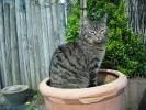 <img0*100:stuff/z/46887/Nehirwen%2520stock%2520-%2520cat/%40parents%20200.jpg>