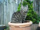 <img0*100:stuff/z/46887/Nehirwen%2520stock%2520-%2520cat/%40parents%20201.jpg>
