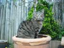 <img0*100:stuff/z/46887/Nehirwen%2520stock%2520-%2520cat/%40parents%20202.jpg>