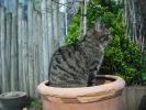 <img0*100:stuff/z/46887/Nehirwen%2520stock%2520-%2520cat/%40parents%20203.jpg>