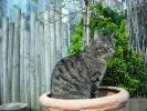 <img0*100:stuff/z/46887/Nehirwen%2520stock%2520-%2520cat/%40parents%20204.jpg>