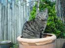 <img0*100:stuff/z/46887/Nehirwen%2520stock%2520-%2520cat/%40parents%20205.jpg>