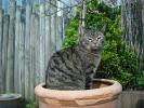 <img0*100:stuff/z/46887/Nehirwen%2520stock%2520-%2520cat/%40parents%20206.jpg>