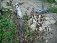 <img0*150:stuff/z/46887/Nehirwen%2520stock%2520-%2520half%2520destroyed%2520sugar%2520refinery/Post-Apocalyptic%20033.jpg>