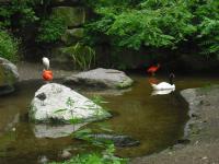 <img0*150:stuff/z/46887/Nehirwen%2520stock%2520-%2520nature/Zoo%20021.jpg>