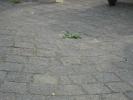 <img0*100:stuff/z/46887/Nehirwen%2520stock%2520-%2520stone%2520and%2520wooden%2520floors/%40parents%20088.jpg>
