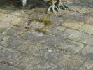 <img0*100:stuff/z/46887/Nehirwen%2520stock%2520-%2520stone%2520and%2520wooden%2520floors/%40parents%20183.jpg>