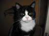 <img100*0:stuff/z/46887/Nehirwens%2520Cat%2520Photo%2527s/i1232489054_1.jpg>