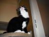 <img100*0:stuff/z/46887/Nehirwens%2520Cat%2520Photo%2527s/i1232489054_2.jpg>