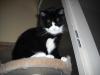 <img100*0:stuff/z/46887/Nehirwens%2520Cat%2520Photo%2527s/i1232489054_3.jpg>