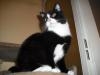 <img100*0:stuff/z/46887/Nehirwens%2520Cat%2520Photo%2527s/i1232489054_4.jpg>