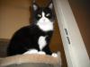 <img100*0:stuff/z/46887/Nehirwens%2520Cat%2520Photo%2527s/i1232489054_5.jpg>