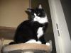 <img100*0:stuff/z/46887/Nehirwens%2520Cat%2520Photo%2527s/i1232489054_6.jpg>
