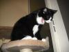 <img100*0:stuff/z/46887/Nehirwens%2520Cat%2520Photo%2527s/i1232489055_10.jpg>