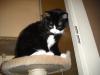 <img100*0:stuff/z/46887/Nehirwens%2520Cat%2520Photo%2527s/i1232489055_11.jpg>