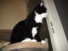 <img100*0:stuff/z/46887/Nehirwens%2520Cat%2520Photo%2527s/i1232489055_12.jpg>