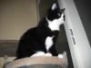 <img100*0:stuff/z/46887/Nehirwens%2520Cat%2520Photo%2527s/i1232489055_13.jpg>