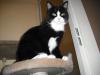 <img100*0:stuff/z/46887/Nehirwens%2520Cat%2520Photo%2527s/i1232489055_14.jpg>