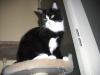 <img100*0:stuff/z/46887/Nehirwens%2520Cat%2520Photo%2527s/i1232489055_15.jpg>