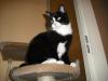 <img100*0:stuff/z/46887/Nehirwens%2520Cat%2520Photo%2527s/i1232489055_7.jpg>