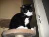 <img100*0:stuff/z/46887/Nehirwens%2520Cat%2520Photo%2527s/i1232489055_8.jpg>