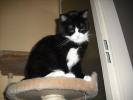 Nehirwen's Cats