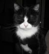 <img100*0:stuff/z/46887/Nehirwens%2520Cat%2520Photo%2527s/i1232489055_9.jpg>