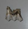 <img100*0:stuff/z/46887/Nehirwens%2520Uploading/i1247219776_1.jpg>