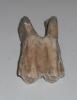 Nehirwen stock - horse and cow tooth
