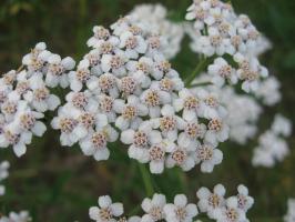 <img0*200:stuff/z/4731/Lin%2527s%2520Floral%2520Stock%2520I/lin-flowerstock-0001.jpg>