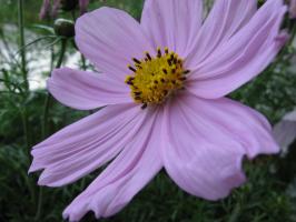 <img0*200:stuff/z/4731/Lin%2527s%2520Floral%2520Stock%2520I/lin-flowerstock-0002.jpg>