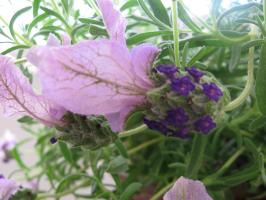 <img0*200:stuff/z/4731/Lin%2527s%2520Floral%2520Stock%2520I/lin-flowerstock-0003.jpg>