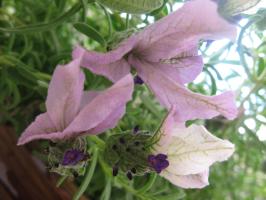 <img0*200:stuff/z/4731/Lin%2527s%2520Floral%2520Stock%2520I/lin-flowerstock-0004.jpg>