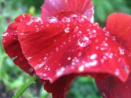 <img0*200:stuff/z/4731/Lin%2527s%2520Floral%2520Stock%2520I/lin-flowerstock-0005.jpg>