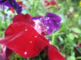 <img0*200:stuff/z/4731/Lin%2527s%2520Floral%2520Stock%2520I/lin-flowerstock-0006.jpg>