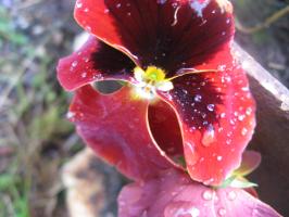 <img0*200:stuff/z/4731/Lin%2527s%2520Floral%2520Stock%2520I/lin-flowerstock-0007.jpg>