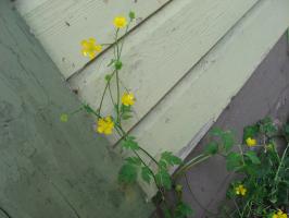 <img0*200:stuff/z/4731/Lin%2527s%2520Floral%2520Stock%2520I/lin-flowerstock-0008.jpg>