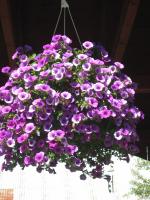 <img0*200:stuff/z/4731/Lin%2527s%2520Floral%2520Stock%2520I/lin-flowerstock-0009.jpg>