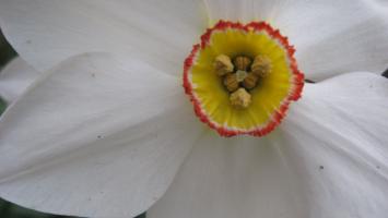 <img0*200:stuff/z/4731/Lin%2527s%2520Floral%2520Stock%2520I/lin-flowerstock-0011.jpg>