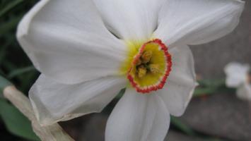 <img0*200:stuff/z/4731/Lin%2527s%2520Floral%2520Stock%2520I/lin-flowerstock-0012.jpg>