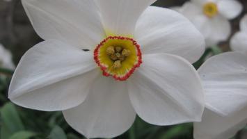 <img0*200:stuff/z/4731/Lin%2527s%2520Floral%2520Stock%2520I/lin-flowerstock-0013.jpg>