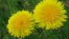 <img100*0:stuff/z/4731/Lin%2527s%2520Floral%2520Stock%2520I/lin-flowerstock-0017.jpg>