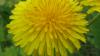 <img100*0:stuff/z/4731/Lin%2527s%2520Floral%2520Stock%2520I/lin-flowerstock-0018.jpg>