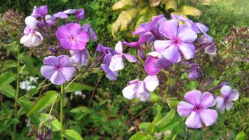 <img0*200:stuff/z/4731/Lin%2527s%2520Floral%2520Stock%2520I/lin-flowerstock-0019.jpg>