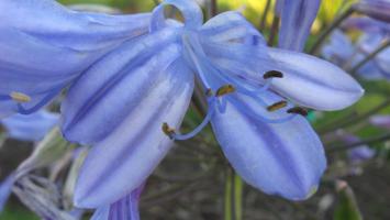 <img0*200:stuff/z/4731/Lin%2527s%2520Floral%2520Stock%2520I/lin-flowerstock-0024.jpg>