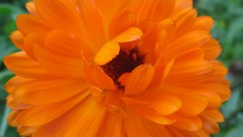 <img0*200:stuff/z/4731/Lin%2527s%2520Floral%2520Stock%2520I/lin-flowerstock-0025.jpg>